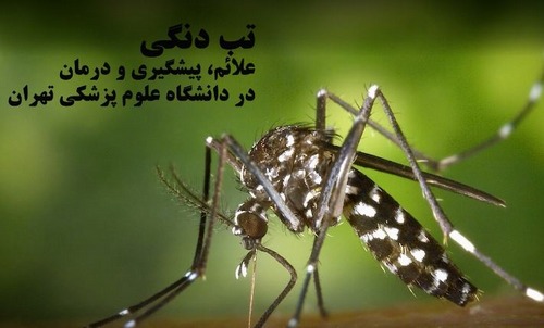 تب دنگی علائم، پیشگیری و درمان